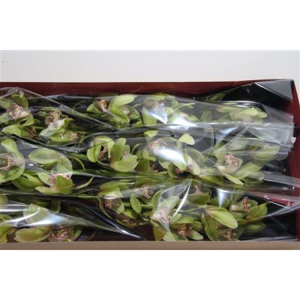 Orchid Cymb T Hans 80cm A1