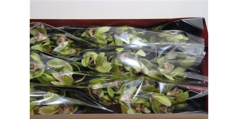 Orchid Cymb T Hans 80cm A1