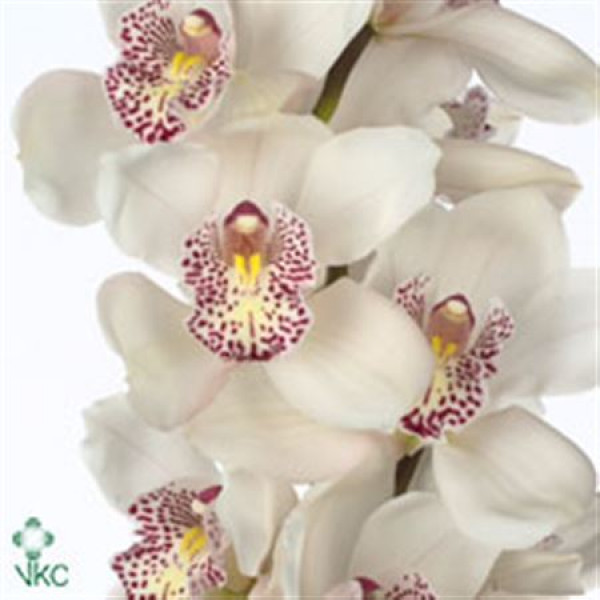 Orchid Cymb White 80cm  Col-White