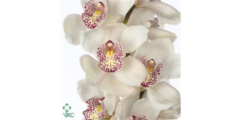 Orchid Cymb White 80cm  Col-White