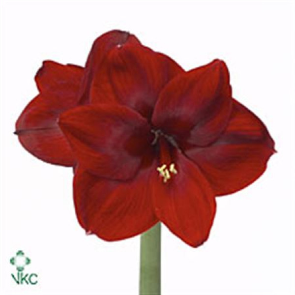 Amaryllis Carmen 15cm A1