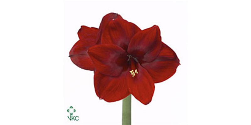 Amaryllis Carmen 15cm A1