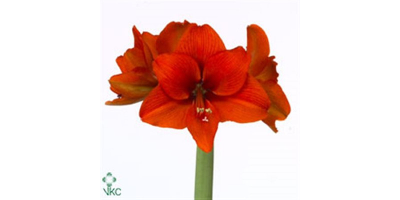 Amaryllis Tineke Verburg 12cm A1