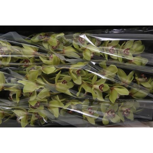 Orchid Cymb T Saffier 80cm A1