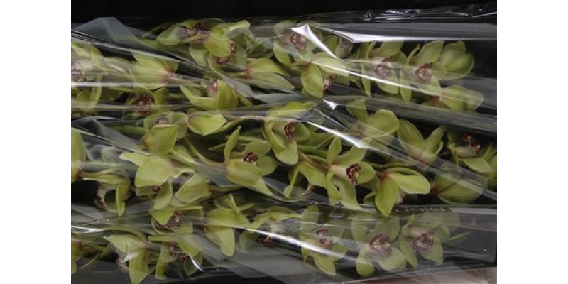 Orchid Cymb T Saffier 80cm A1