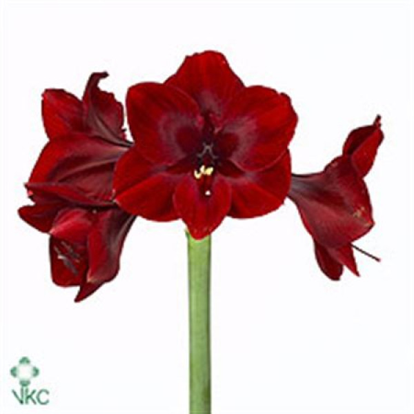 Amaryllis Britney 10cm A1