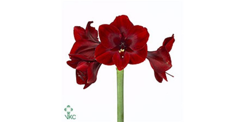 Amaryllis Britney 12cm A1