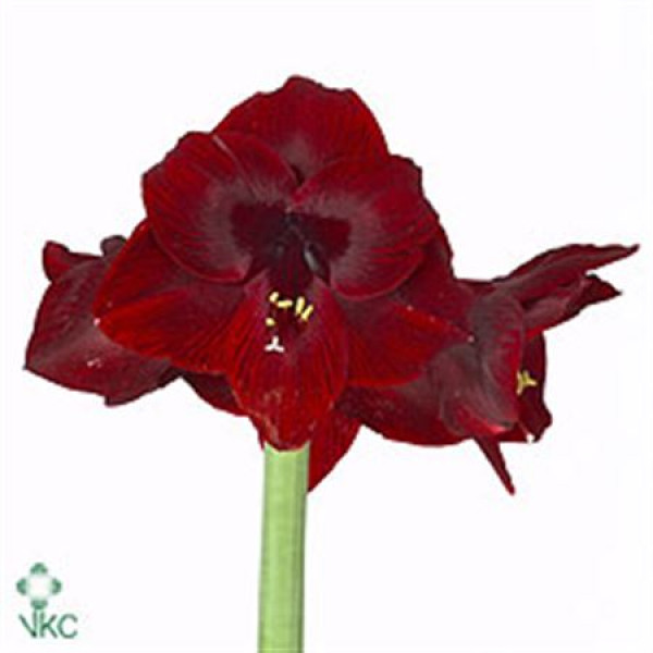 Amaryllis Loyalty 10cm A1