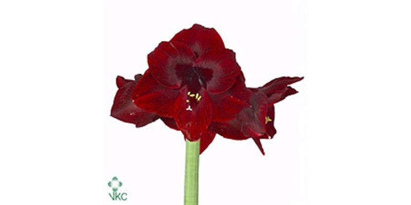 Amaryllis Loyalty 10cm A1