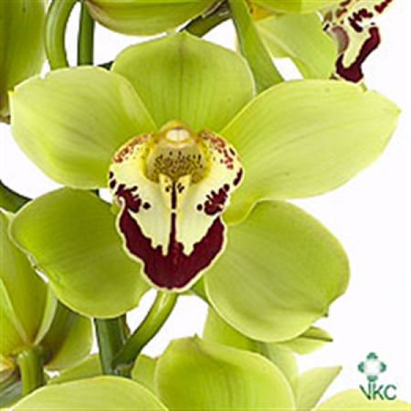 Orchid Cymb T Green X9 60cm EX Col-Green