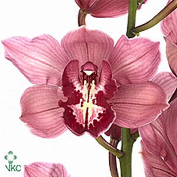 Orchid Cymb T Pink Anna Paulow X9 60cm A1