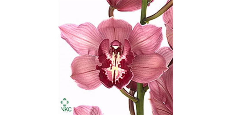 Orchid Cymb T Pink Anna Paulow X9 60cm A1