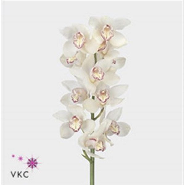 Orchid Cymb T Snowbird 80cm A1