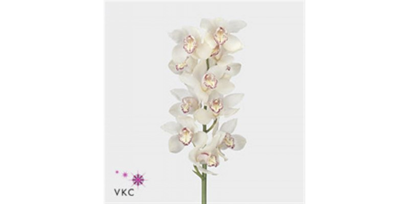 Orchid Cymb T Snowbird 80cm A1