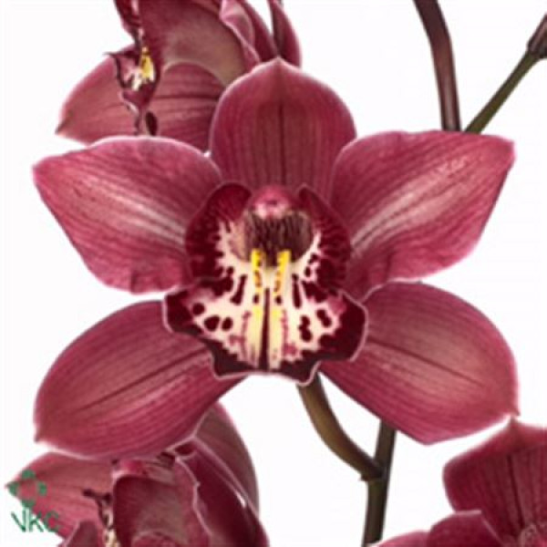 Orchid Cymb T Double Red 80cm A1