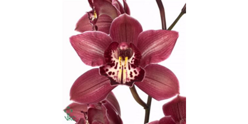 Orchid Cymb T Double Red 80cm A1