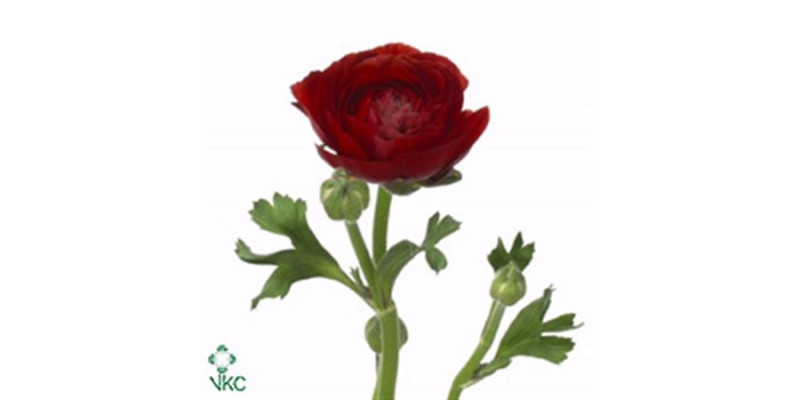 Ranunculus El Chocolade Extra 35cm A1