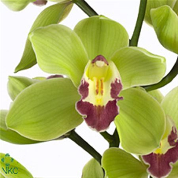 Orchid Cymb T Bremo 80cm A1