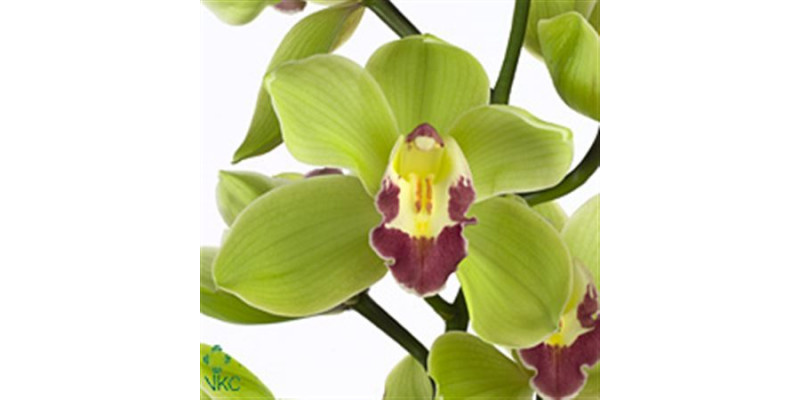 Orchid Cymb T Bremo 80cm A1