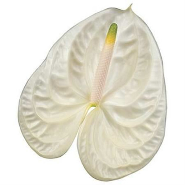 Anthurium Moments X10 10cm 10 Col-White