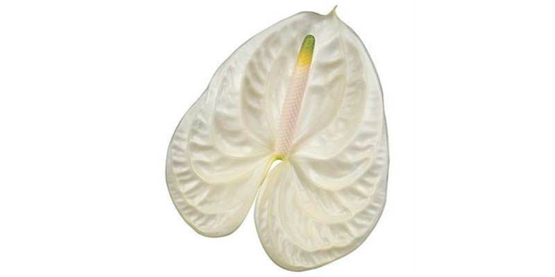 Anthurium Moments X10 10cm 10 Col-White