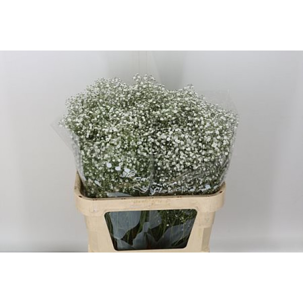 Gypsophila Pa Mirabella 80cm A1