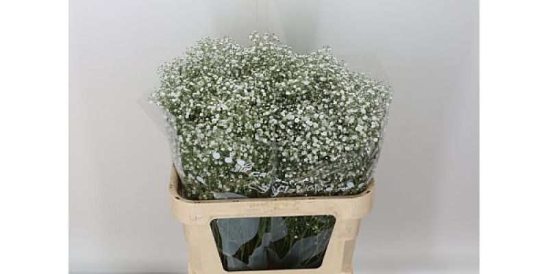 Gypsophila Pa Mirabella 80cm A1