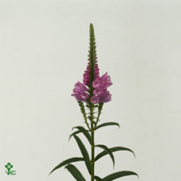 Physostegia Pink 80cm  Col-Purple