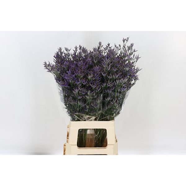 Limonium Saf Dark Blue 80cm A1