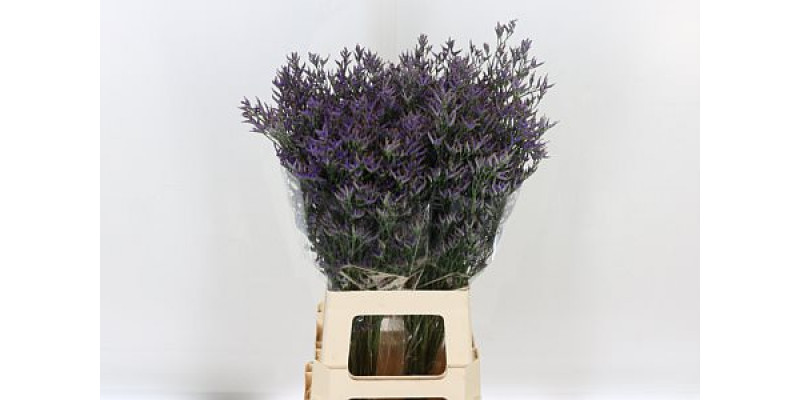 Limonium Saf Dark Blue 80cm A1