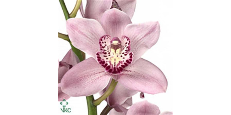 Orchid Cymb T Pink Briljant 60cm A1 Col-Dark Pink