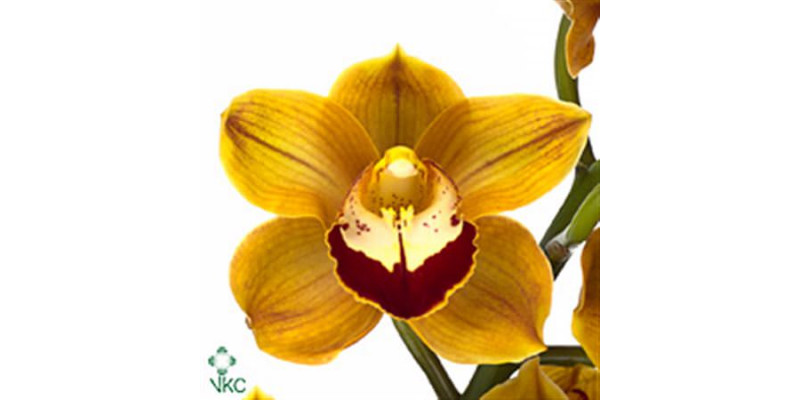 Orchid Cymb T Balou 80cm A1