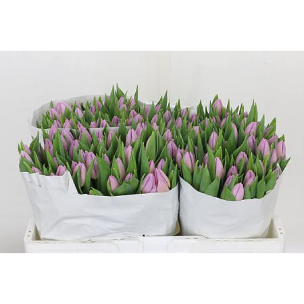 Tulips En Candy Prince 32cm A1 Col-Milka