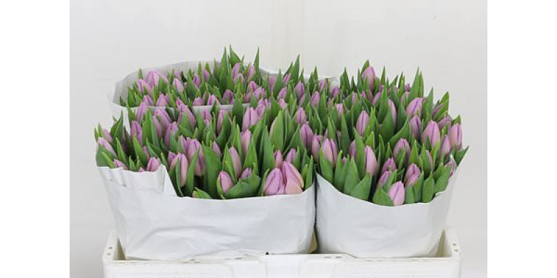 Tulips En Candy Prince 32cm A1 Col-Milka