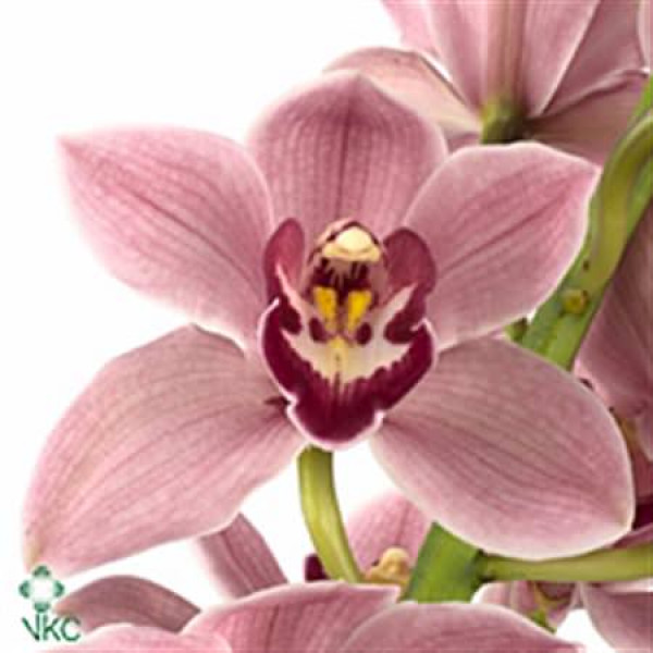 Orchid Cymb T Mrs Laura  