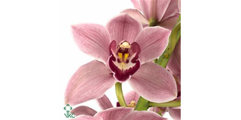 Orchid Cymb T Mrs Laura  