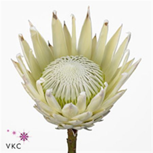 Protea Cynaroides Arctic Ice 70cm A1