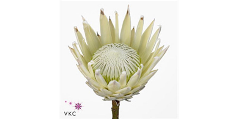 Protea Cynaroides Arctic Ice 70cm A1