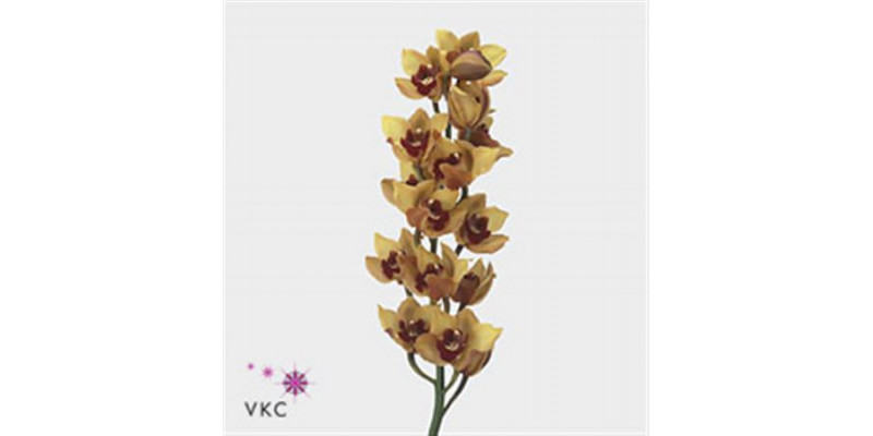 Orchid Cymb T Orange Favo X9 60cm EX Col-Orange