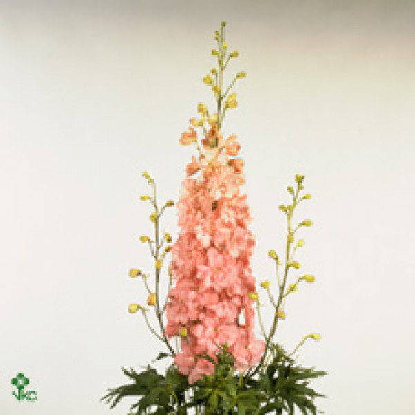 Delphinium El Caroline 80cm  Col-Peach