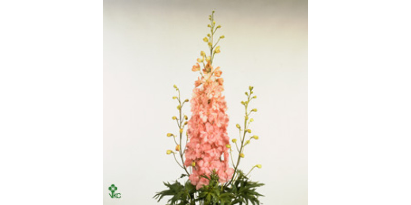Delphinium El Caroline 80cm  Col-Peach