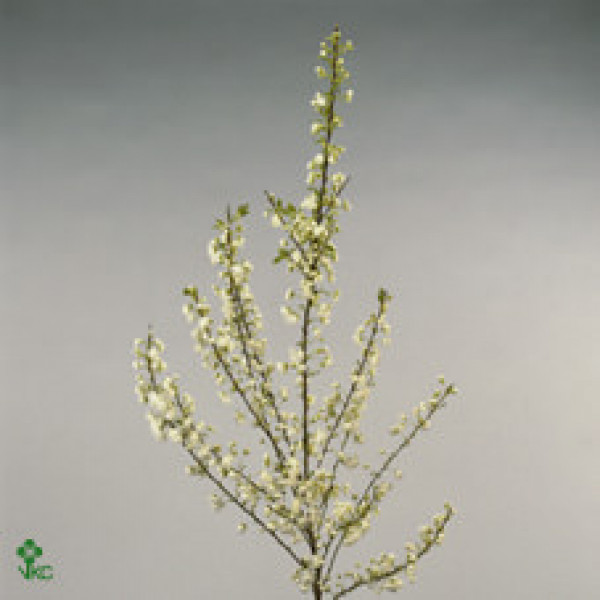 Prunus Gland Spray White 70cm A1