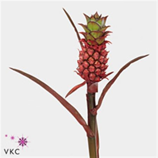 Ananas Lucidus 40cm A1