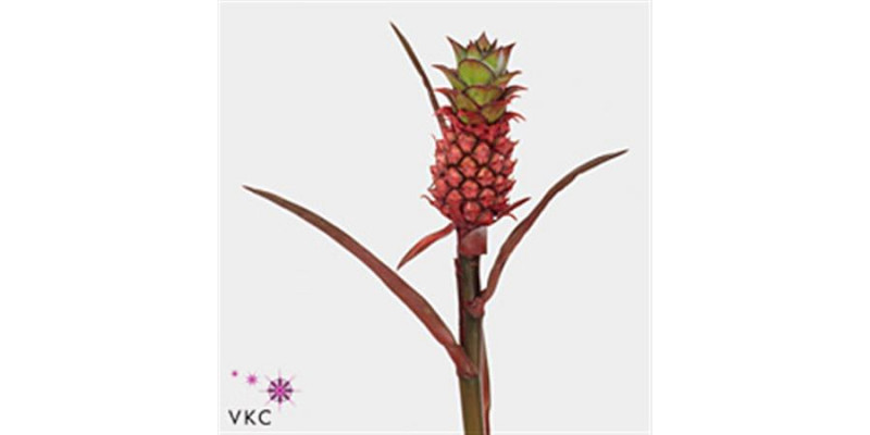 Ananas Lucidus 40cm A1