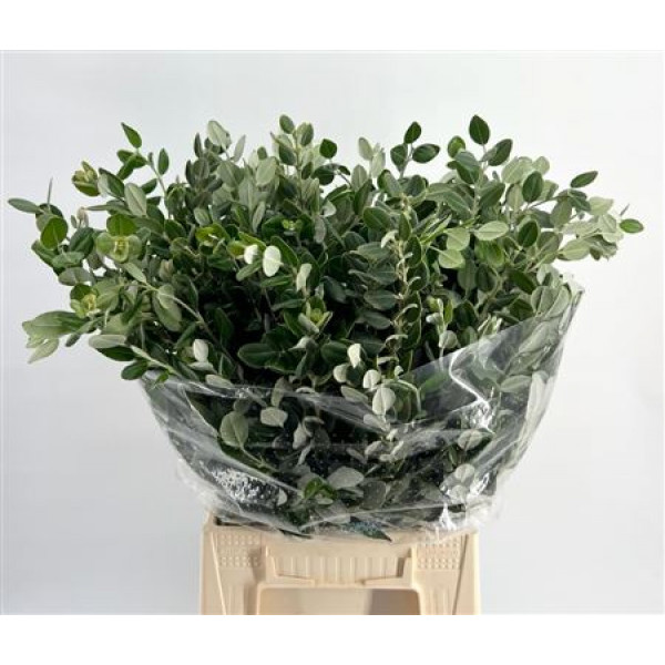 Pittosporum Ralphi 65cm A1