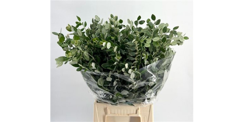 Pittosporum Ralphi 65cm A1