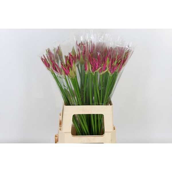 Nerine Bo Favoriet 70cm  Col-Dark Pink