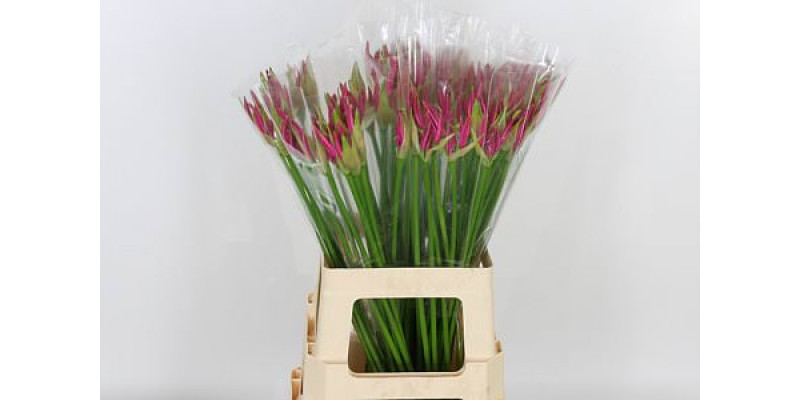 Nerine Bo Favoriet 70cm  Col-Dark Pink