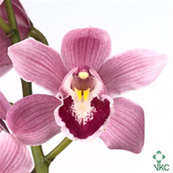 Orchid Cymb T Light Pink 80cm A1