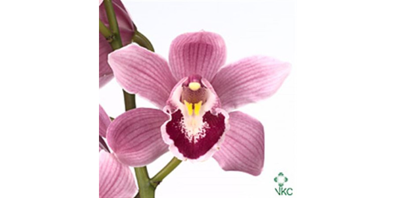 Orchid Cymb T Light Pink 80cm A1